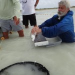 Dave Philipp releasing tagged bonefish