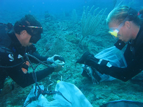 Akins and Curtis-Quick underwater lionfish surgery