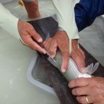 tagging bonefish in Abaco