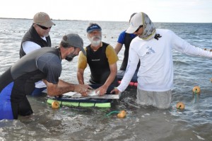 CEI flats team and others tagging bonefish