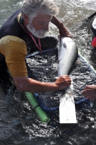 Dave Philipp tagging bonefish, CEI