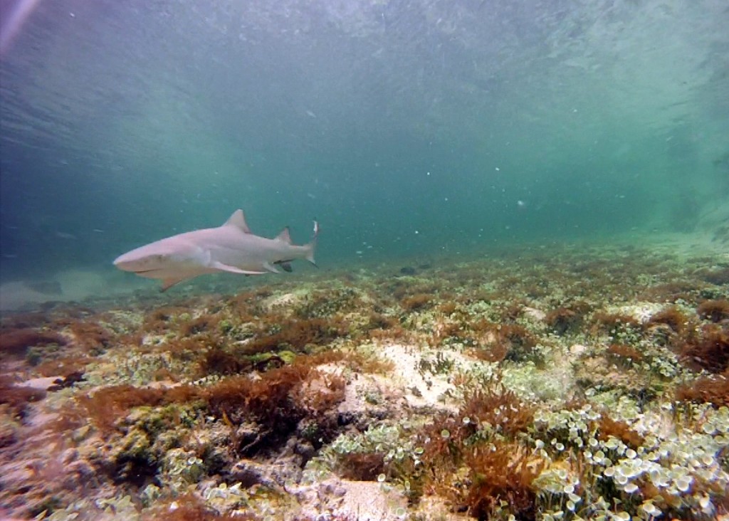 Cape Eleuthera Institute, unbaited underwater camera