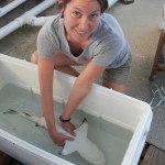 Former Flats intern Melissa handles a juvenile lemon shark