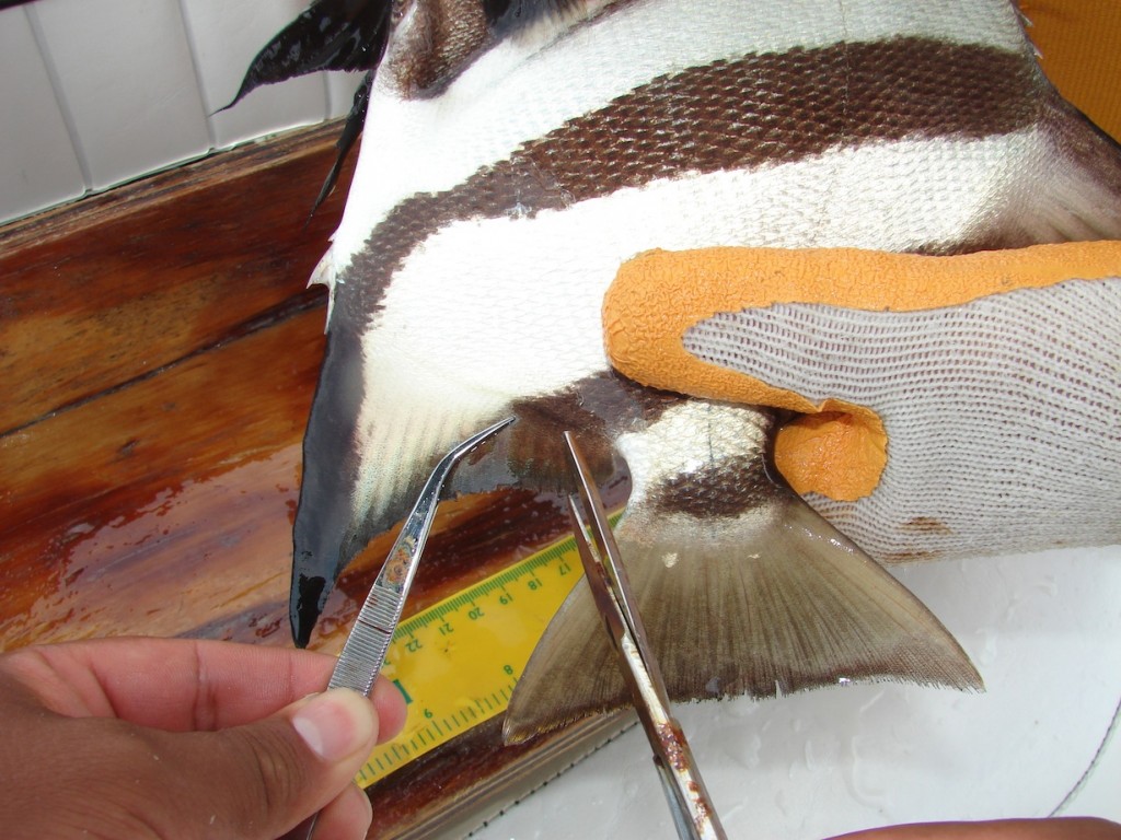 Atlantic spadefish getting a fin clip for later stable isotope analyses.