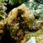 A Caribbean two-spot octopus