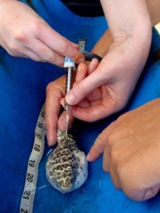 A pufferfish receiving a cortisol treatment