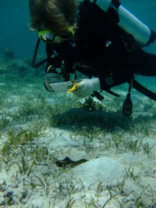 SFU undergraduate researcher Sev counts yellow stingrays on a patch reef.