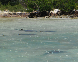 Although no bonefish were captured near Lucayan National Park, a nurse shark spawning aggregation was spotted on a wind-blown flat. Not only bonefish rely on shallow water habitats; juvenile fish, spiny lobster, turtles, stingrays, and nurse, lemon, and bonnethead sharks are all important species that rely on healthy flats and mangroves for feeding, protection, and reproduction.