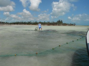 A researcher observes bonefish that have been corralled in the seine net, waiting to be tagged and released. 