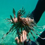 A speared lionfish