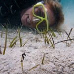 Jocelyn posing with a dwarf seahorse.