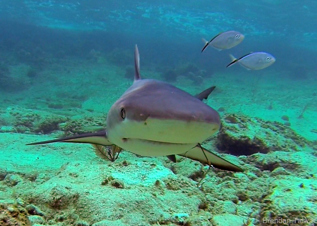 A Caribbean reef shark encountererd during a snorkel.