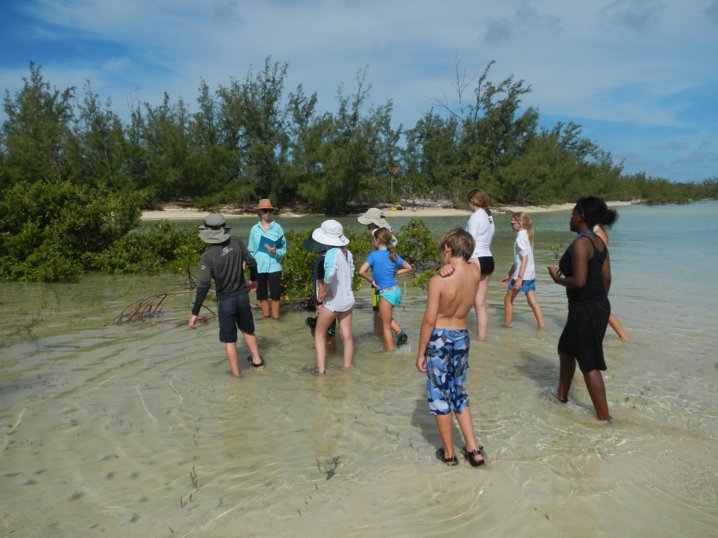 Campers in the Deep Creek Explorers camp explore the mangroves. 