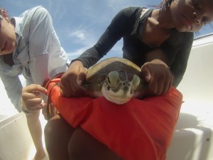 Campers handling a green sea turtle