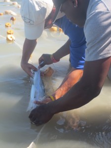 Measuring a bonefish.