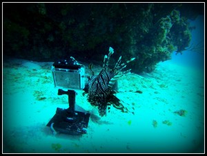 The lionfish are ready for their GoPro camera close-ups!