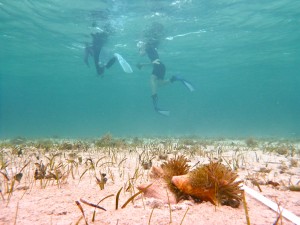 The conch team performs snorkel transects in the shallow waters off CEI beach.