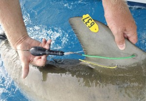 An X-Tag on a shark's dorsal fin.