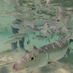 Freshly tagged bonefish being released.