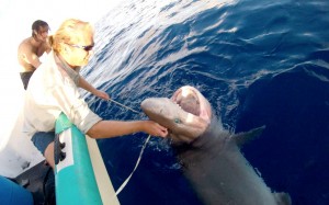 Edd securing the head of a bluntnose sixgill Hexanchus griseus caught in 700 meters of water