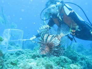 A photo of catching lionfish by REEF's Lad Akins