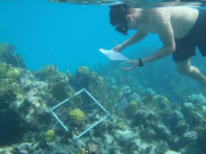 Student looking at coral cover