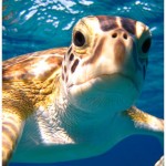 Green sea turtle