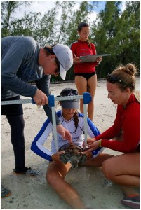 Students measuring carapace