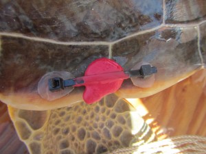 iButton attached to green sea turtle