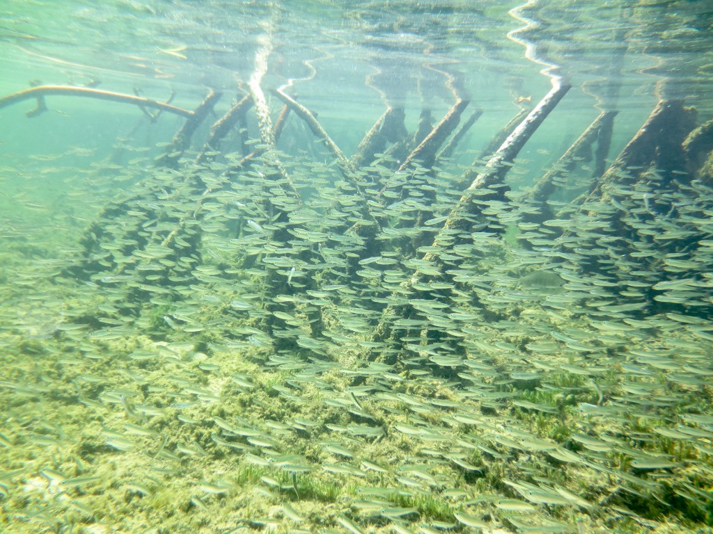 Mangrove roots provide structure, for protection and foraging, for baitfish and predatory fish alike.