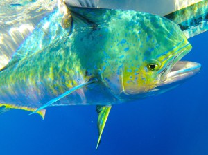 Fig. 1. Anglers target mahi for their strong fight, showy leaps, tasty fillets, and beautiful colors.