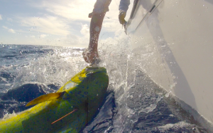 Fig. 2. A tagged dolphinfish ready for release. Note the orange tag, printed with contact information for reporting a recapture of this fish.