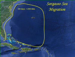 A potential dolphinfish migration route. This individual dolphinfish grew in length from 18 to 53 inches in the 309 days between initial tagging and recapture, and might have travelled nearly 4,000 miles (map courtesy of DRP).