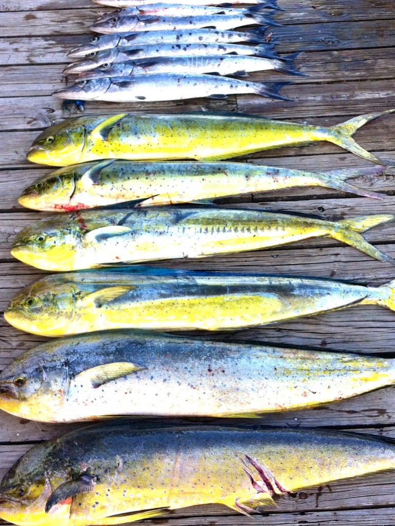 Dolphinfish regulations in the Bahamas are not based on current stock assessments. Collecting data on recreational harvest and movements can ensure proper management of the fishery.