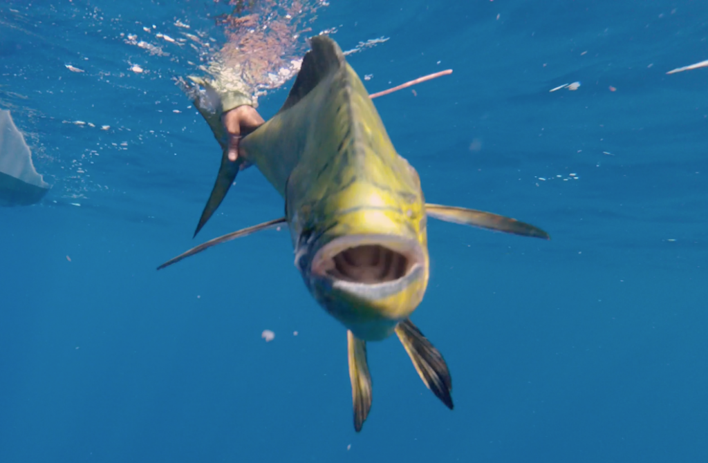 Tag and release small dolphinfish, or those too large for you cooler. Tagging is also a great way to enjoy fishing if you have reached your limit of fish. This dolphinfish smiles at the camera as it is being released.