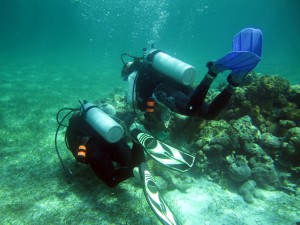 OSU team diving the patch reefs