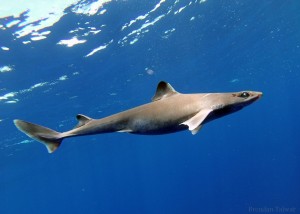 Cuban dogfish