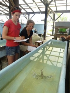 Students and interns observing lionfish in the lab