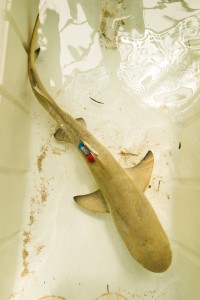lemon shark accelerometer