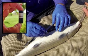 Fig 1: An acoustic transmitter (inset) is inserted into a bonefish via a small incision on the fish’s underside. A hose supplies water to the fish’s gills throughout the duration of the brief (~2 minutes) procedure. Fish recover fully after only a few minutes.