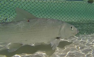 bonefish seine net