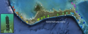 Fig. 3: Location of acoustic receivers (inset image) deployed around Grand Bahama. Bonefish typically inhabit shallow flats, but migrate as large schools to deep water during spawning events. The location of the acoustic receivers (balloons) will allow the fish to be tracked as they migrate through shallow habitat en route to spawning aggregations. Stars denote location of bonefish capture/tagging.