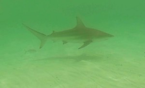 Blacktip shark