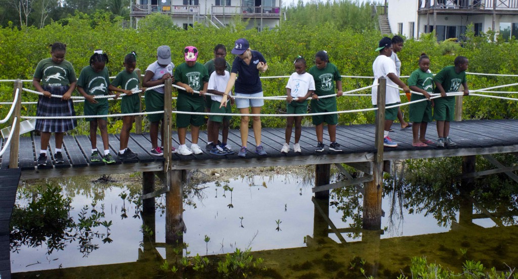 Wemyss bight primary EP mangroves