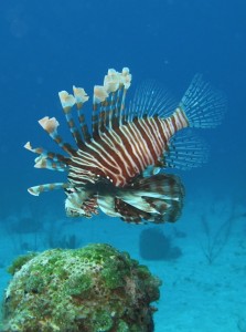 Lionfish fins swimming