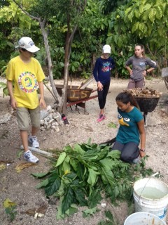 Lyford Cay permaculture farm