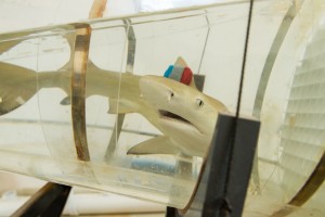 lemon shark accelerometer swim tunnel