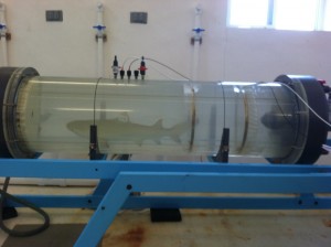 swim tunnel lemon shark
