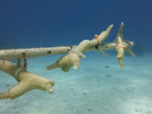 coral nursery bleaching
