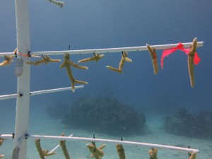 coral nursery healthy recovery